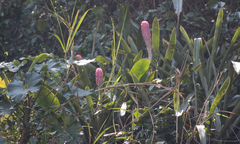 Quesnelia quesneliana