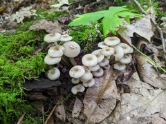 Clitocybula abundans