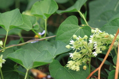 Vincetoxicum auriculatum