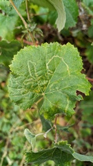 Phyllocnistis vitegenella