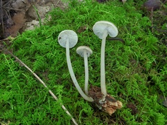 Clitocybula abundans