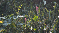 Quesnelia quesneliana