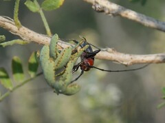 Stenosphenus dolosus