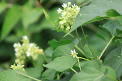 Vincetoxicum auriculatum