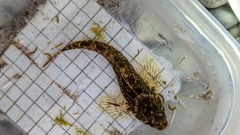 Cottus