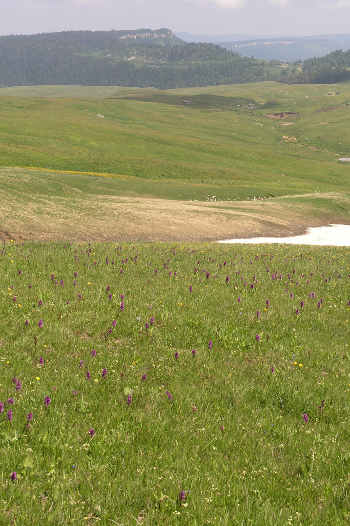 Dactylorhiza euxina
