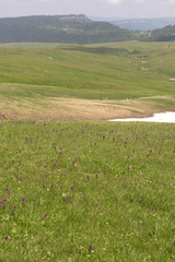 Dactylorhiza urvilleana