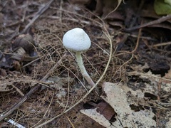 Cystolepiota seminuda