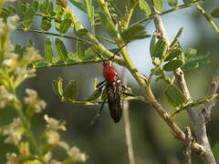 Stenosphenus dolosus