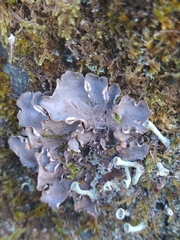 Peltigera