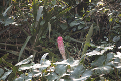 Quesnelia quesneliana