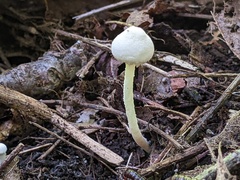Cystolepiota seminuda