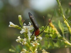 Stenosphenus dolosus
