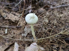 Cystolepiota seminuda