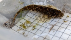 Cottus