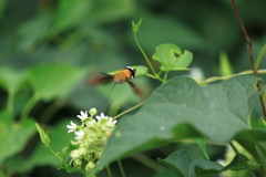 Macroglossum bombylans
