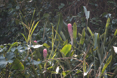 Quesnelia quesneliana