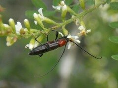 Stenosphenus dolosus