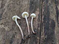 Cystolepiota seminuda