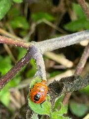 Asopinae