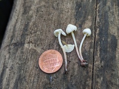 Cystolepiota seminuda