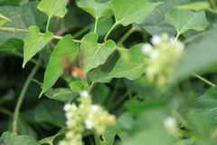 Vincetoxicum auriculatum