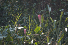 Quesnelia quesneliana