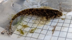 Cottus