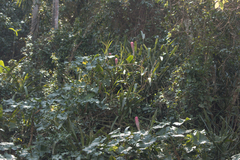 Quesnelia quesneliana