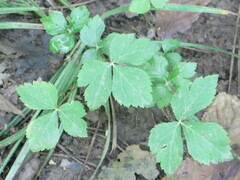 Cryptotaenia canadensis