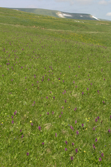 Dactylorhiza urvilleana