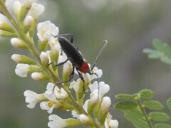 Stenosphenus dolosus