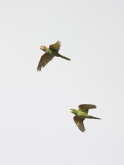 Psittacara erythrogenys