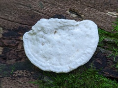 Amaropostia stiptica