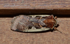 Parabagrotis