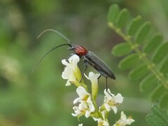 Stenosphenus dolosus