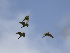 Psittacara erythrogenys