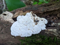Amaropostia stiptica
