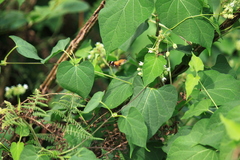 Macroglossum bombylans