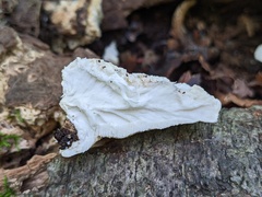 Amaropostia stiptica