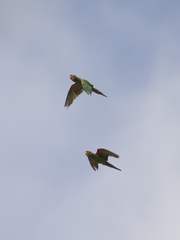 Psittacara erythrogenys