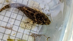 Cottus