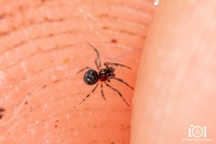 Mysmenidae