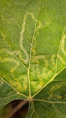 Phyllocnistis vitegenella