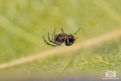 Mysmenidae