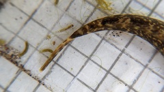 Cottus