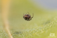 Mysmenidae