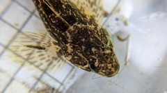 Cottus