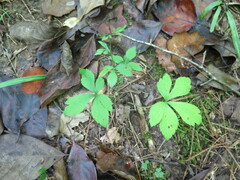 Sanicula canadensis