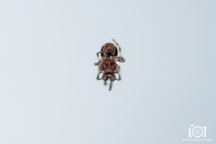 Mysmenidae